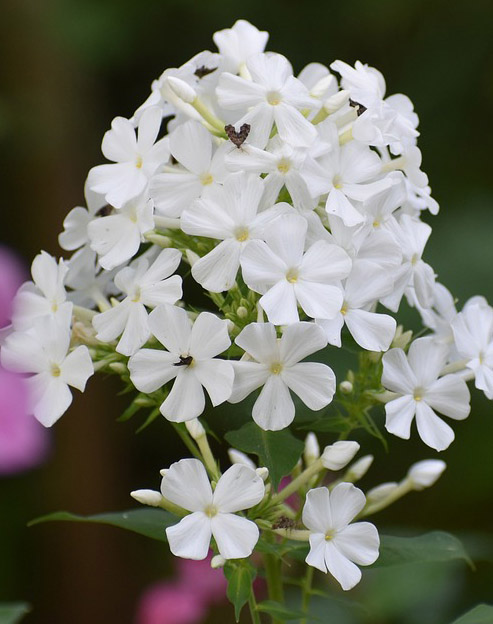 Phlox paniculata `Eigener Garten`
